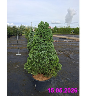 Picea glauca 'Sander's Blue' C 65 L